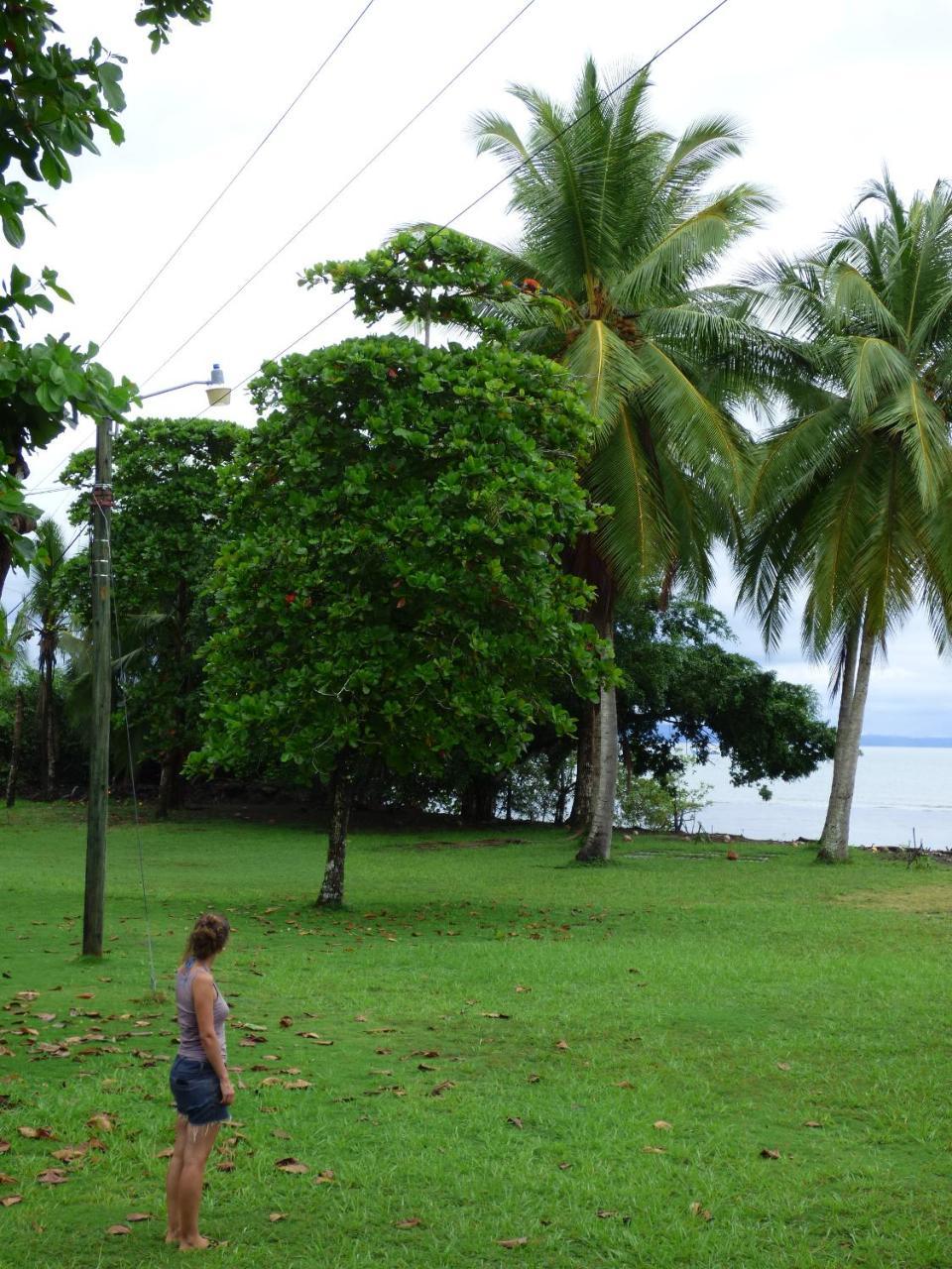 Corcovado Beach Lodge Puerto Jiménez Exteriér fotografie